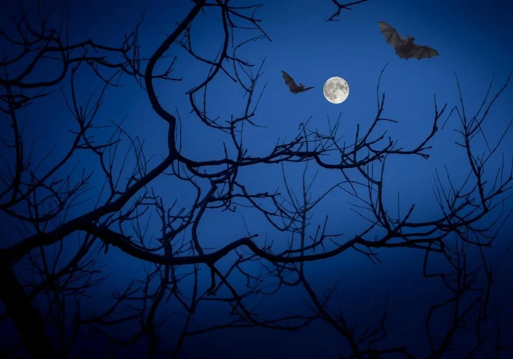 Bat dream meaning