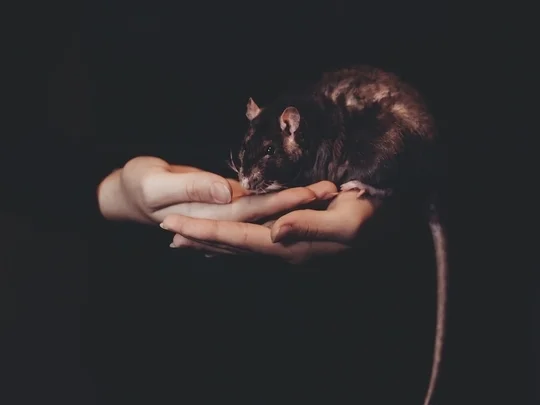 Rat dream meaning