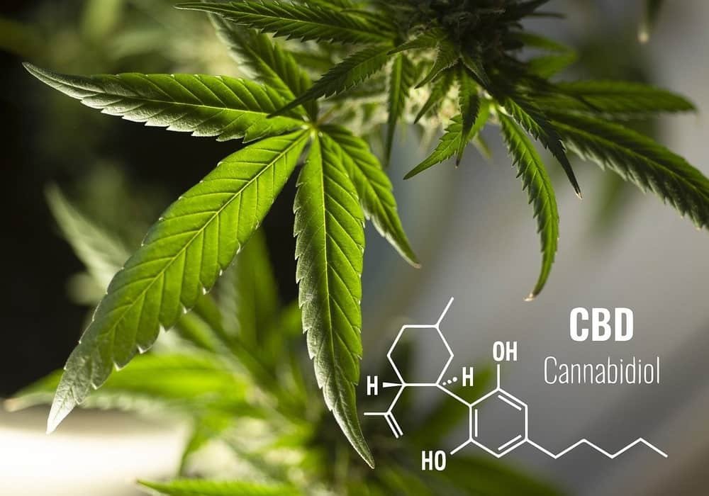 Cannabidiol cbd