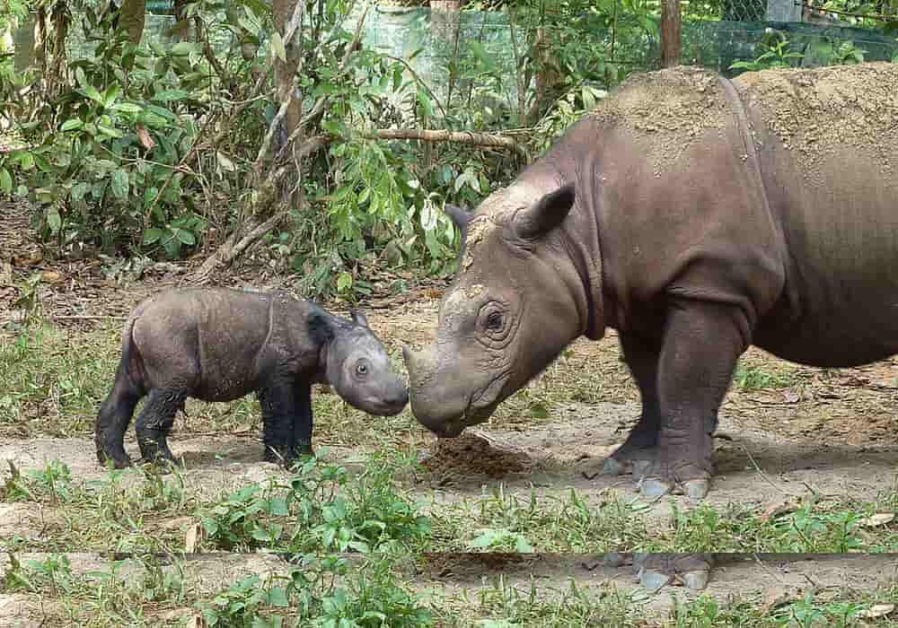 Rhinoceros | Type of Species, Diet, Life Expectancy, Particular Signs and Reproduction