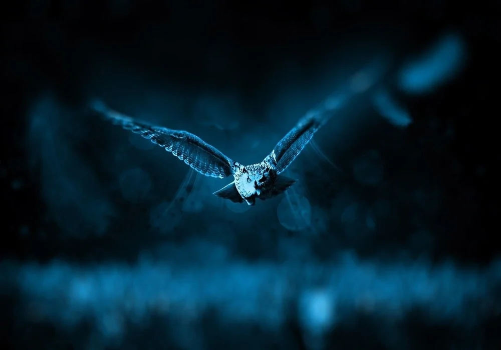 Owl dream meaning
