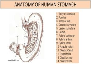 Stomach Cancer - Anatomy human stomach