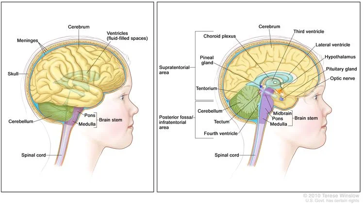ATRT anatomy of brain