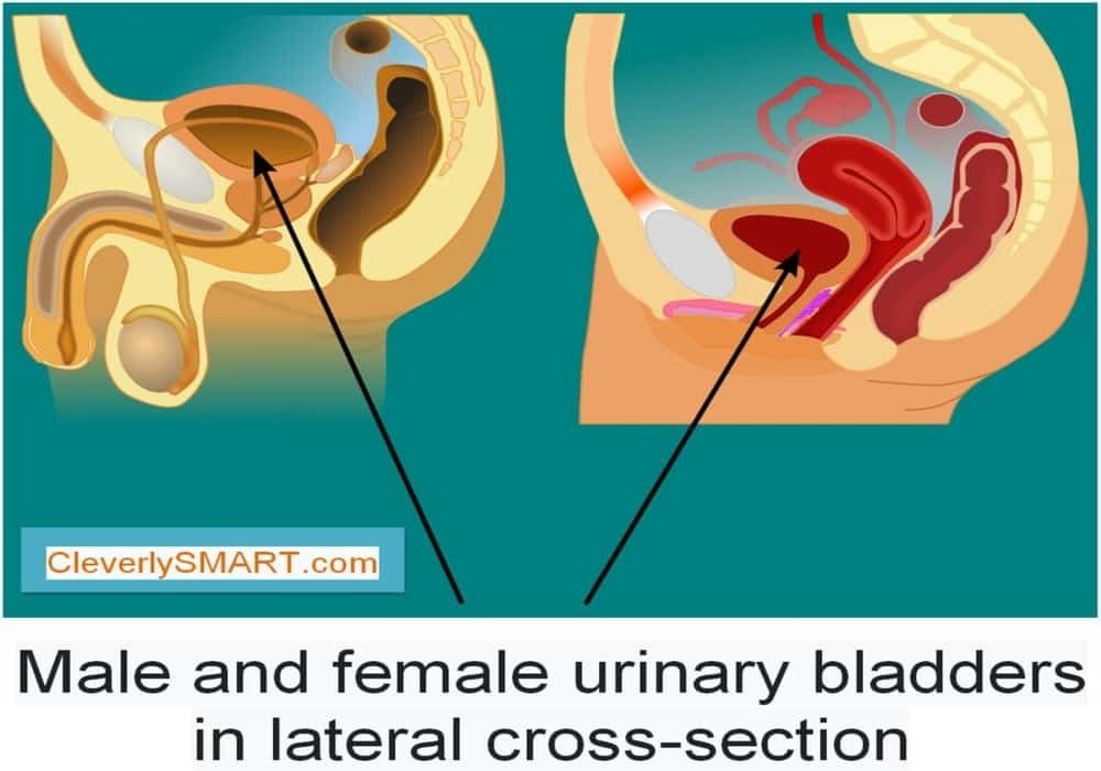 Bladder cancer urinary