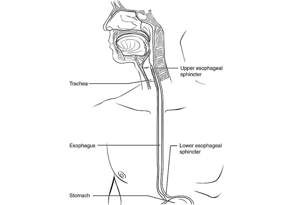 Esophageal cancer esophagus