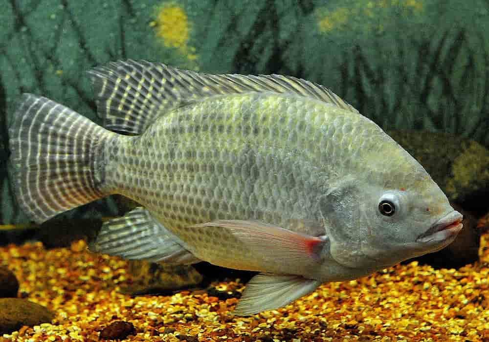 Nile Tilapia | Facts, Nutrition, Recipes, Cultivation and History