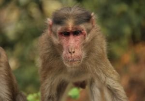 B Virus (herpes B, monkey B virus, herpesvirus simiae, and herpesvirus B)