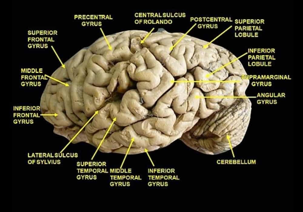 Anatomical dissections of brain gyrus and sulcus