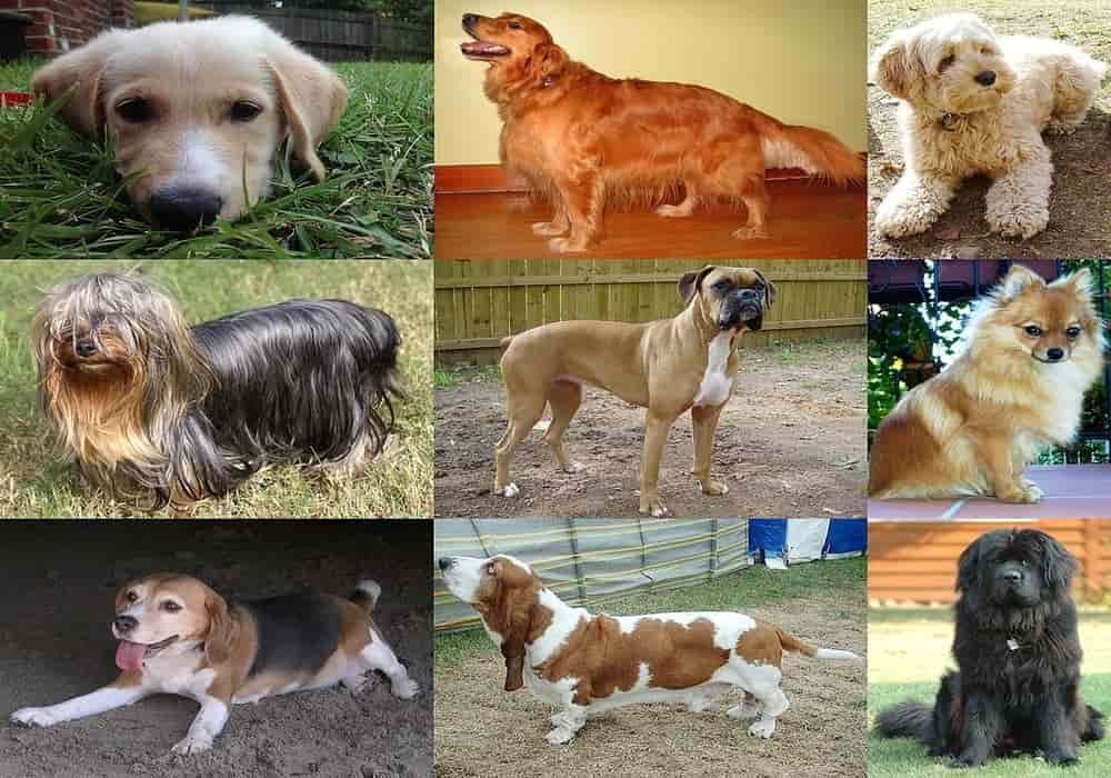 World Dog Day (International Dog Day) | When? What’s the point?