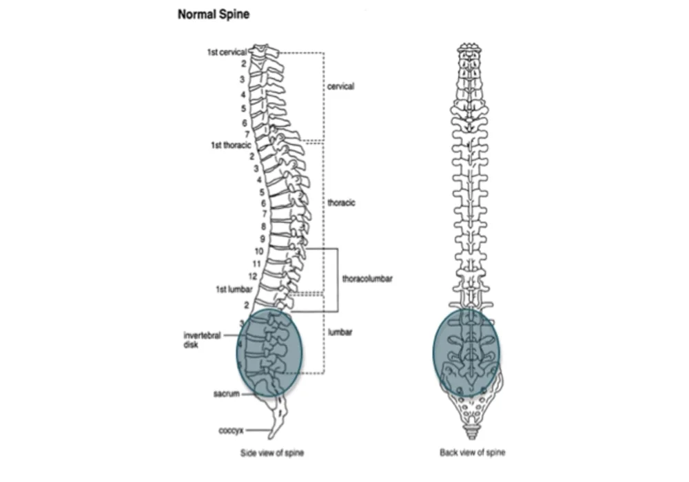 Primary area affected by ankylosing spondylitis