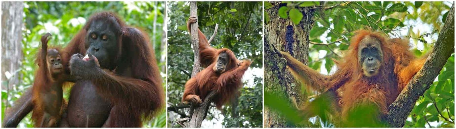 Faces of females (from left) Bornean, Sumatran and Tapanulian orangutans