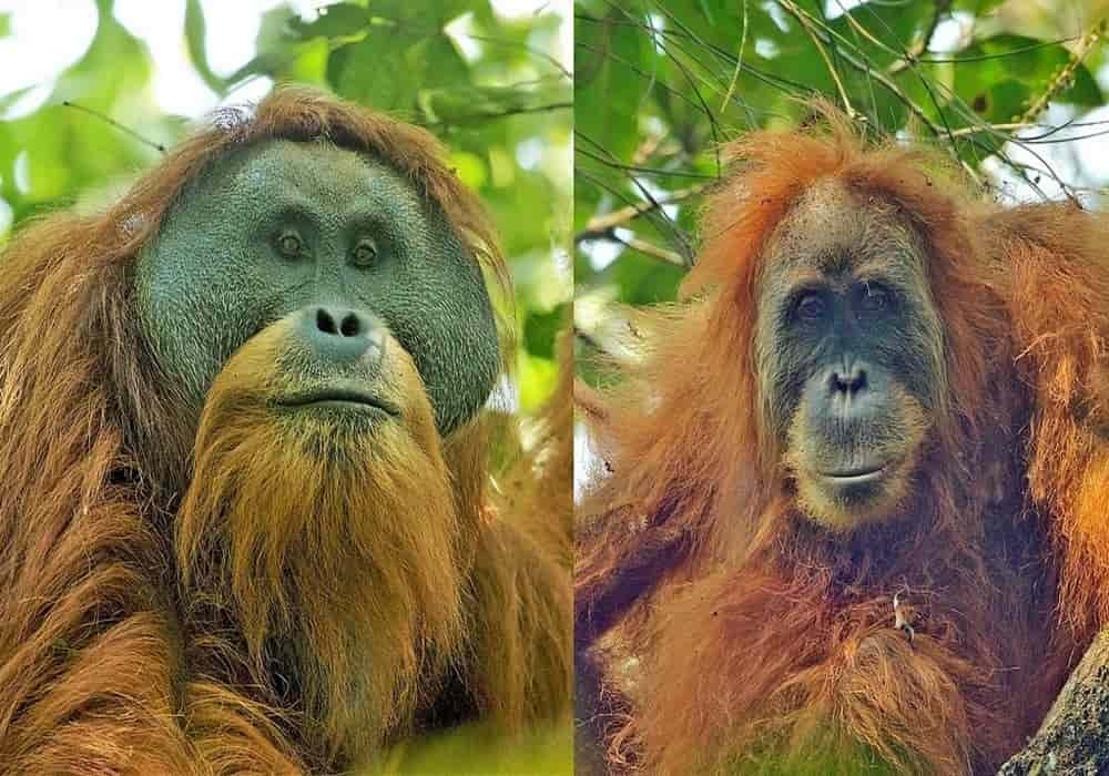Orangutan largest arboreal mammal | Man of the forest (Sumatran, Bornean and Tapanuli)