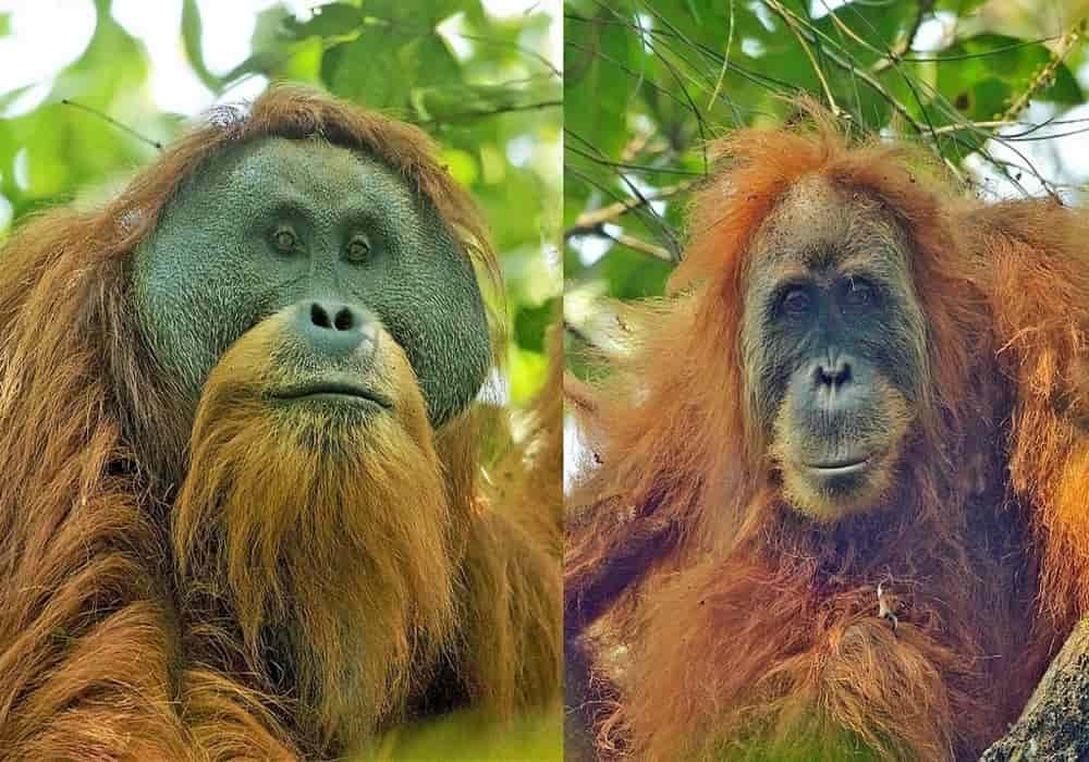 Tapanuli orangutan male (left) and female (right)