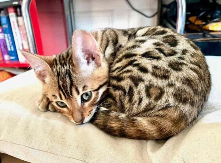 Bengal Cat