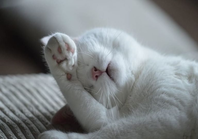 Cat Losing Hair Shedding How To Spot An Abnormal Fall How To Cure It