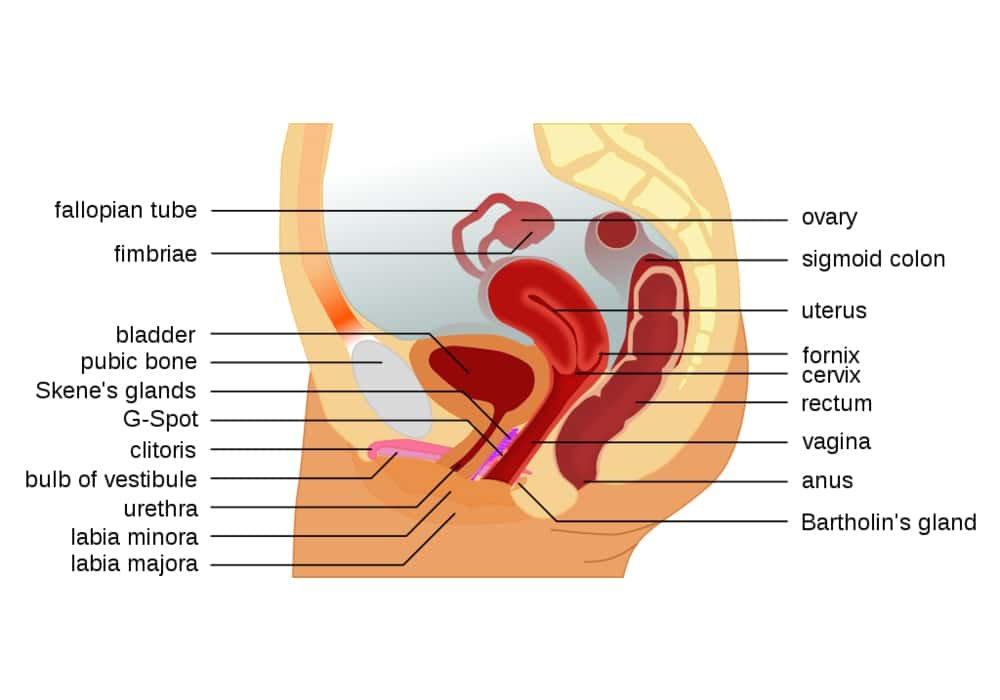 Female reproductive organs with g spot