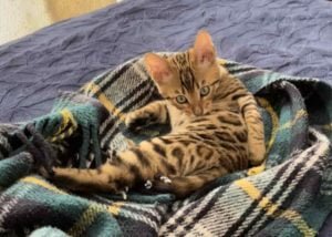 How To Educate Cat | How to properly educate a kitten?