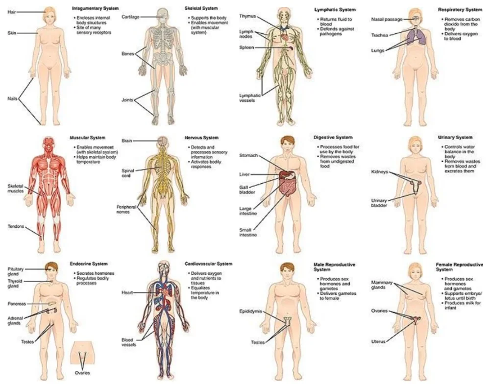 Main organ systems of the human body