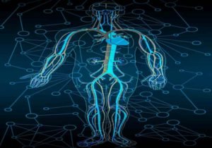 Renewal time of human body cells | How does the body regenerate?
