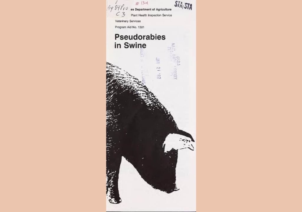 Aujeszky disease pseudorabies