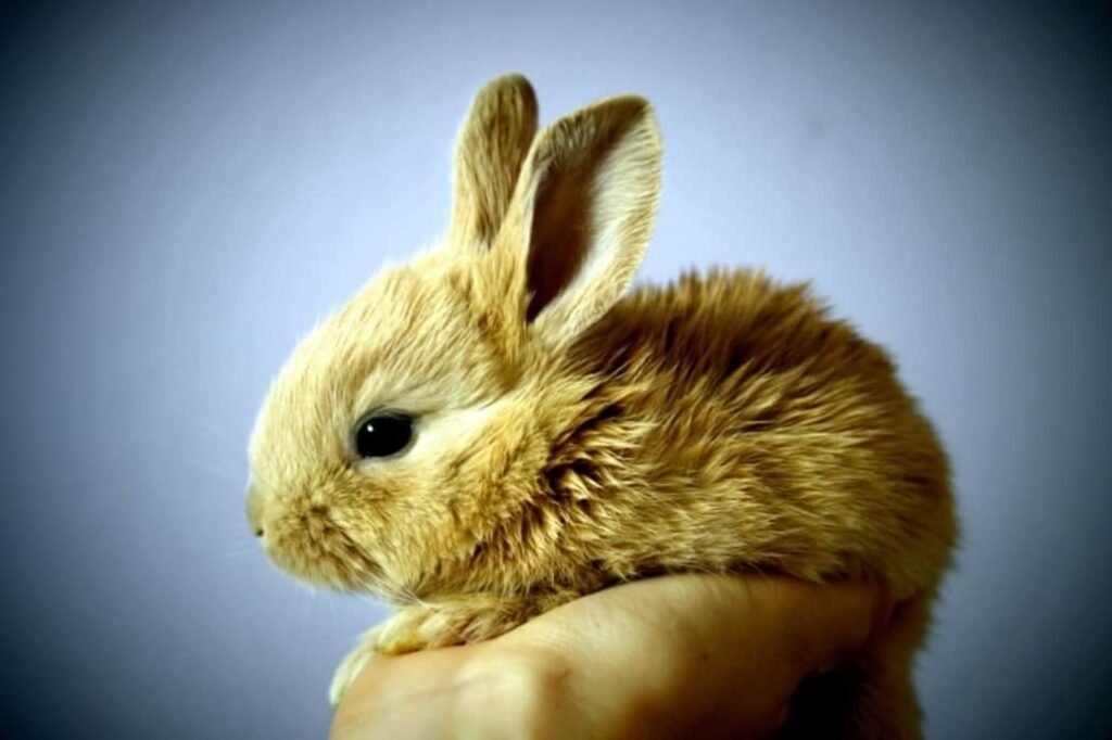 Rabbit eating her babies
