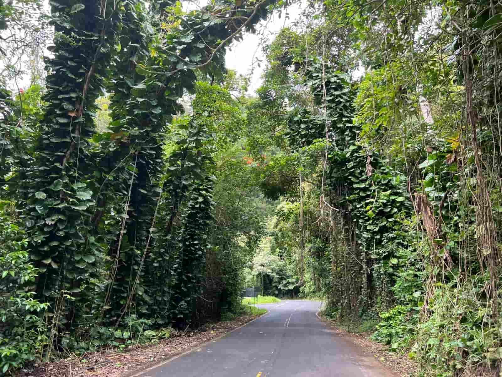 Beautiful road to hana