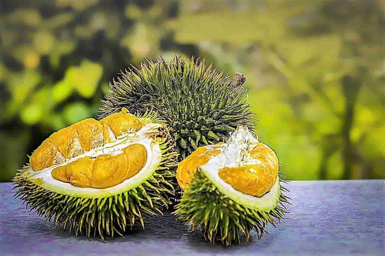 Durian | The good and bad of this fruit for health