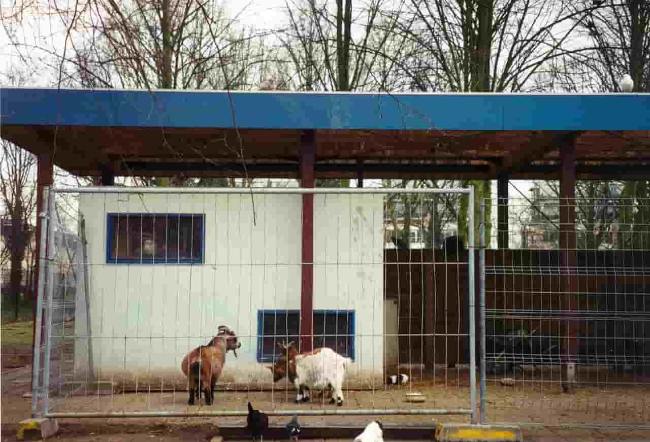 Fmd animal disease