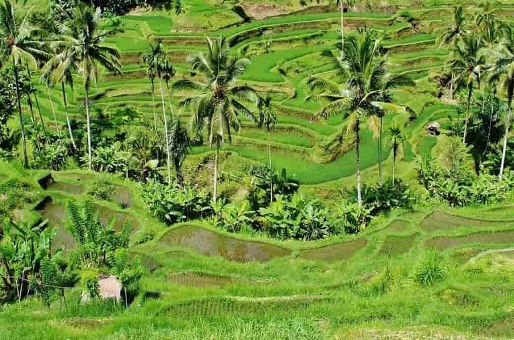 Ubud | The Complete Travel Guide