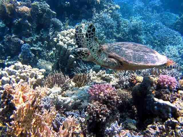 Bali scuba diving