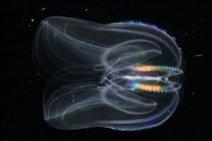 Comb jelly invisible fish