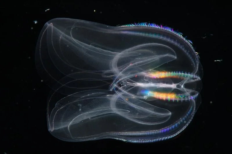 Comb jelly invisible fish