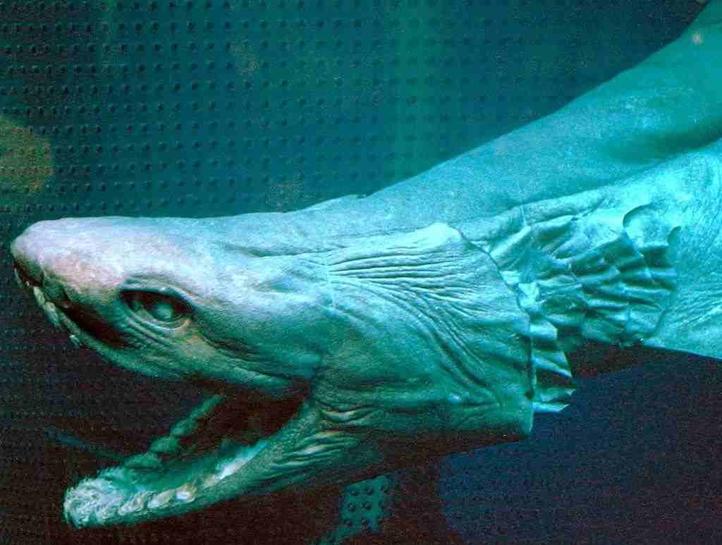 Frilled shark