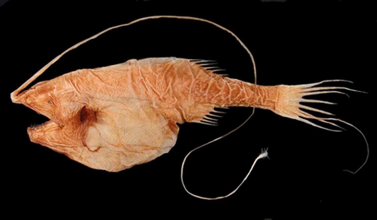 Gigantactis macronema deep sea fish