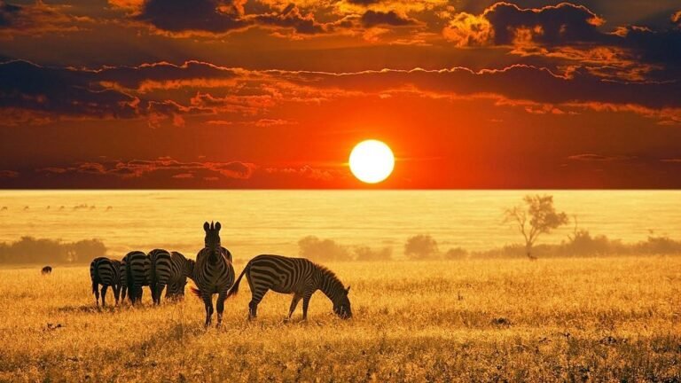 Africa travel guide maasai mara wildlife