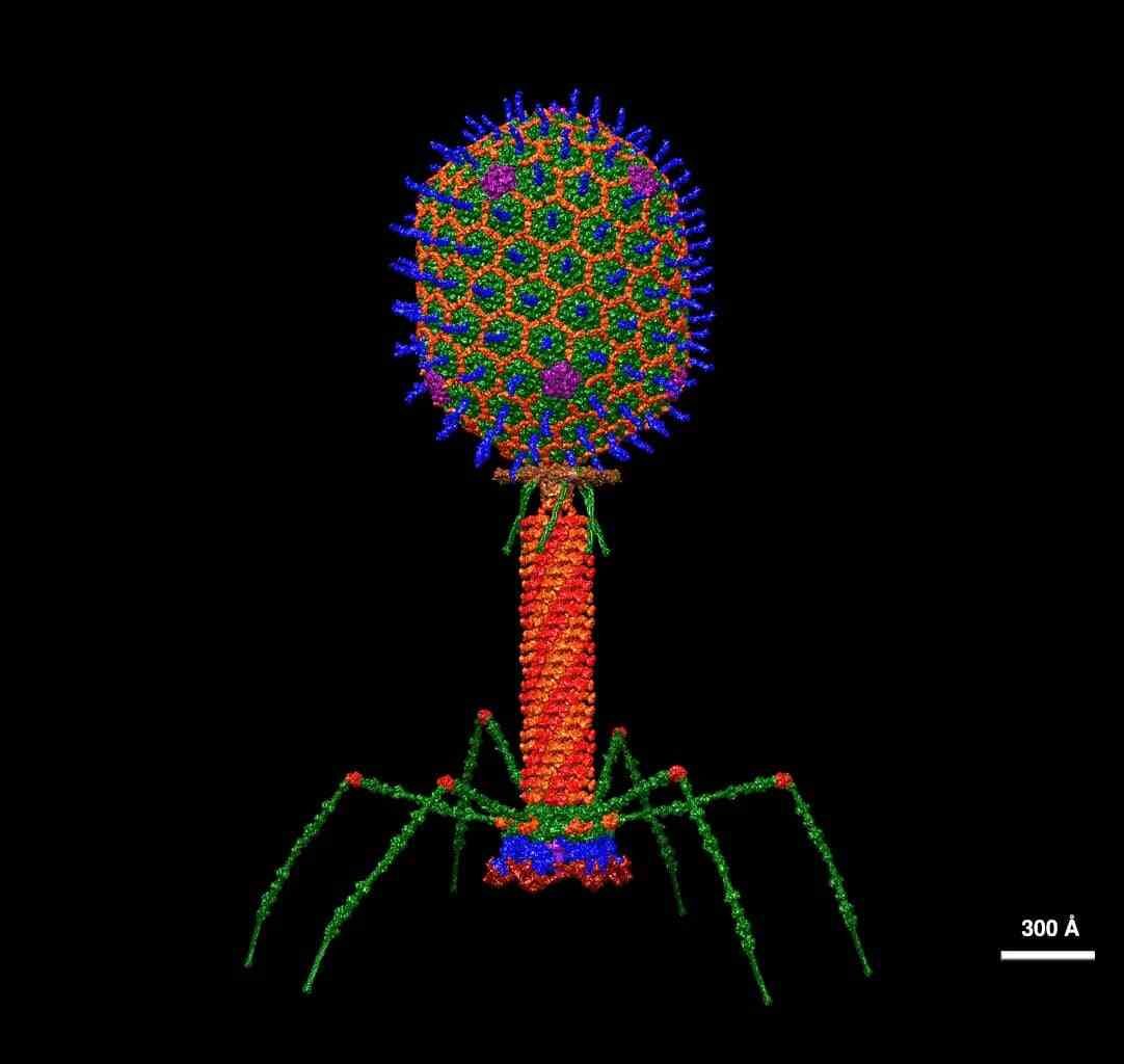 Good and bad viruses T4 bacteriophage