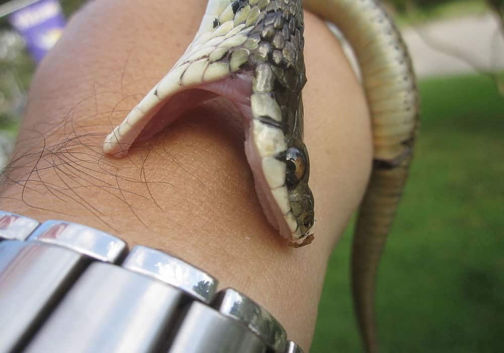 How to Deal with Venomous Snake Bites