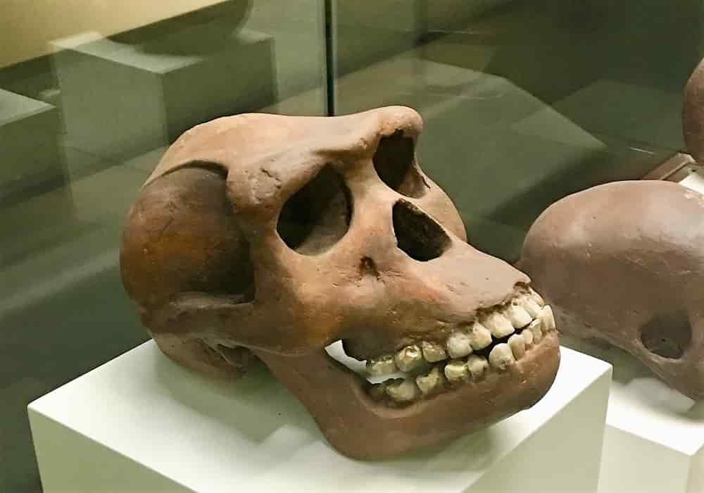 Java Man | Prehistoric Pithecanthropus Erectus