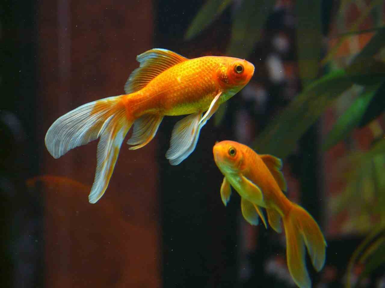 Goldfish in the aquarium: tips and best practices