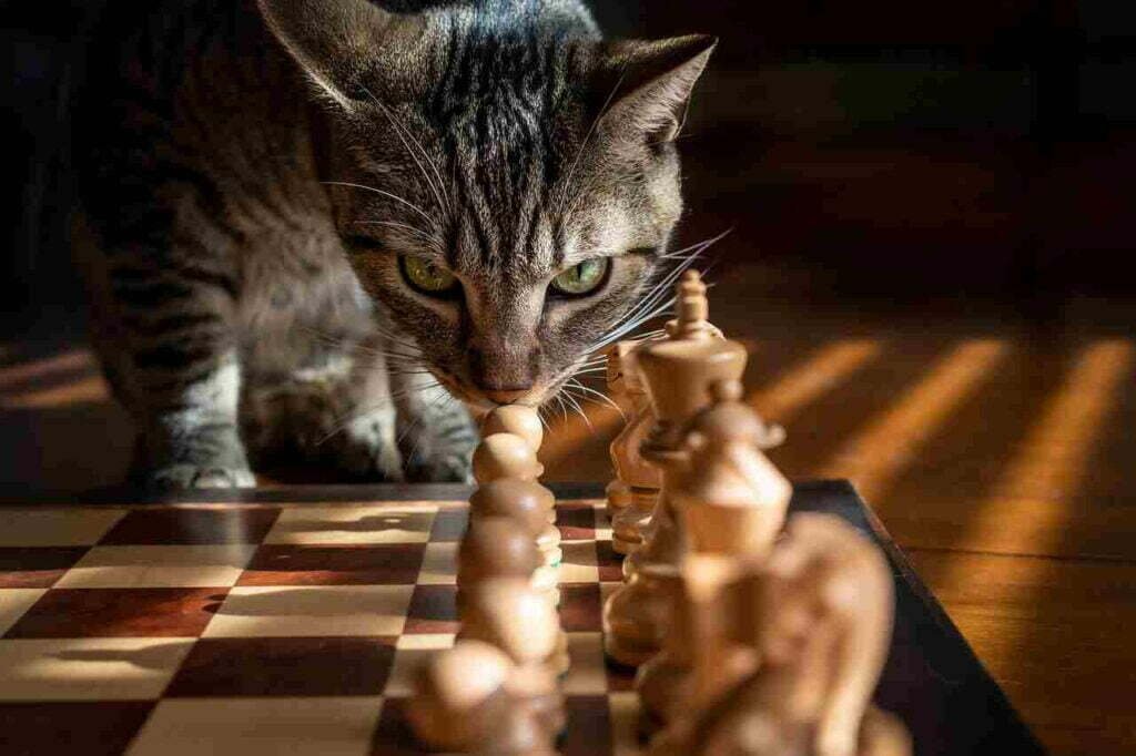 What is ludology