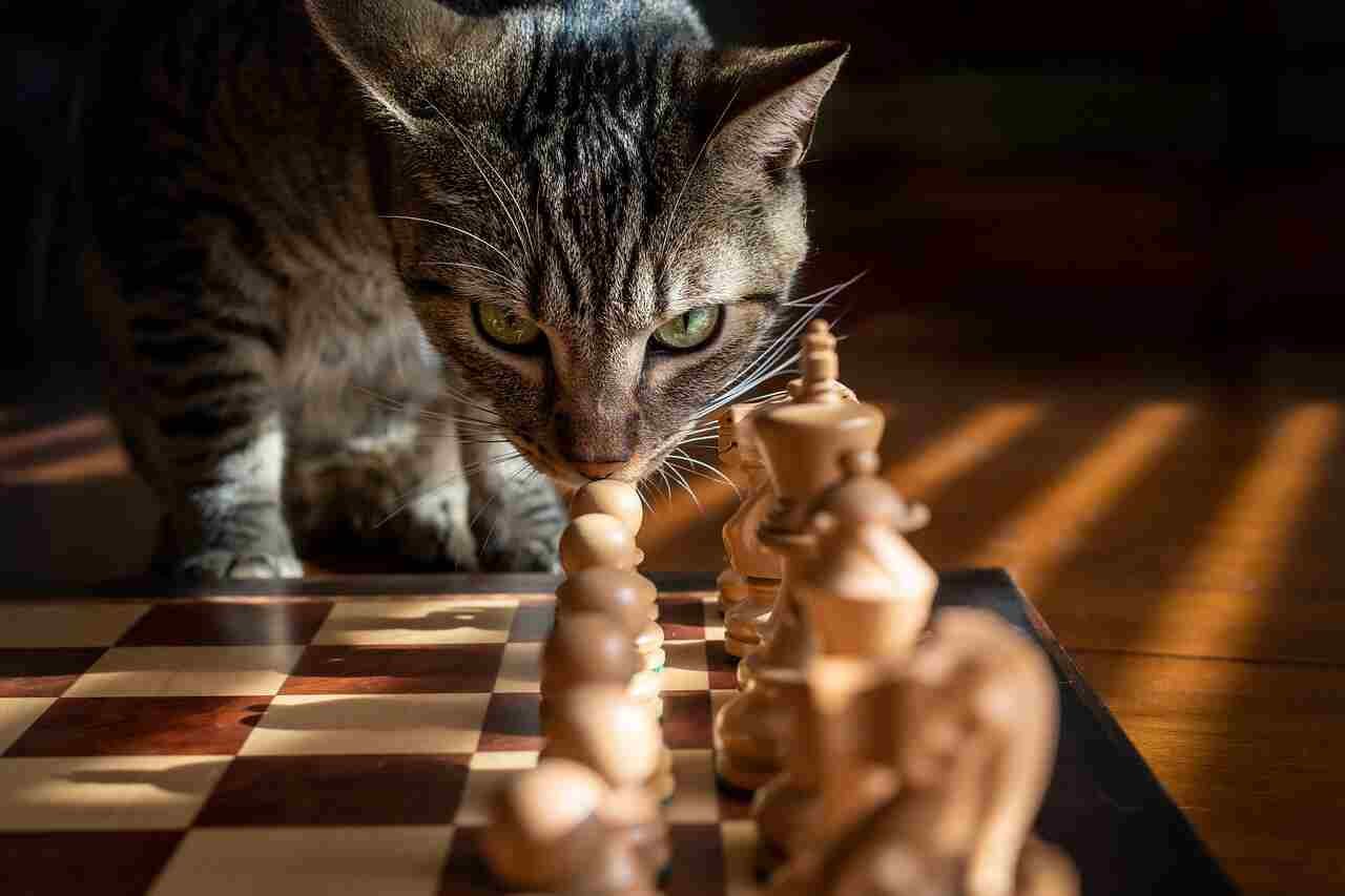 What is ludology