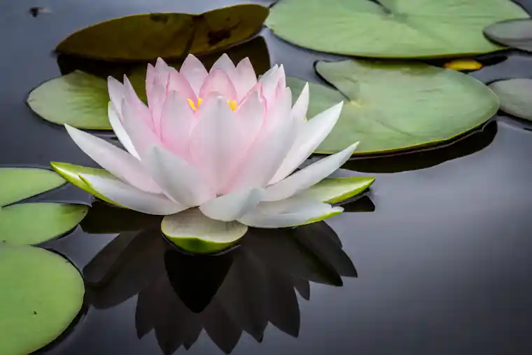 Water lily reflecting conditioned change for dependent origination Buddhism